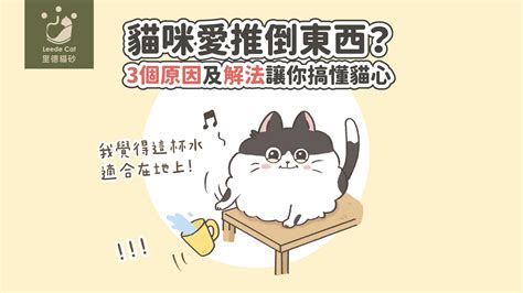 貓咪喜歡的東西|【貓咪行為解析】貓咪愛推倒東西？3個原因及解法讓。